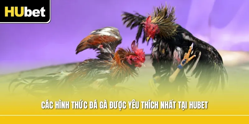 Các hình thức đá gà được yêu thích nhất tại Hubet